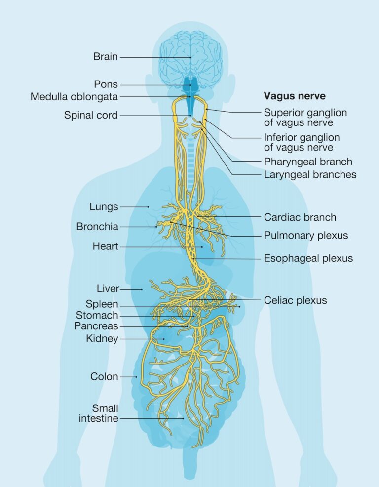 Vagus Example The Vagus Nerve: The Secret to Nervous System Balance – Lake Norman ...